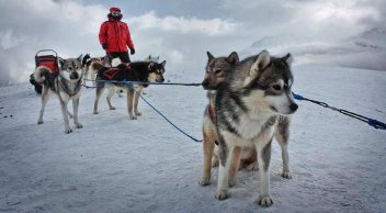 Chiens de traineaux en Vanoise a Aussois