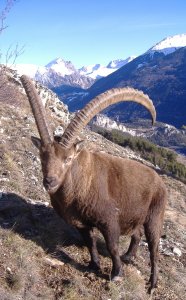 Chambre d'hotes, studio, chalet et g�te � Aussois en Vanoise