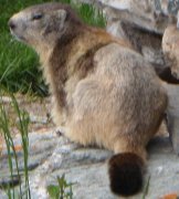 Chambre d'hotes, studio, chalet et g�te � Aussois en Vanoise