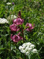 Chambre d'hotes, studio, chalet et g�te � Aussois en Vanoise